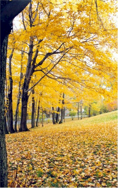http://www.funnies.com/beautifulpictures/beautifulpictureGoldenMapleLeaf.jpg