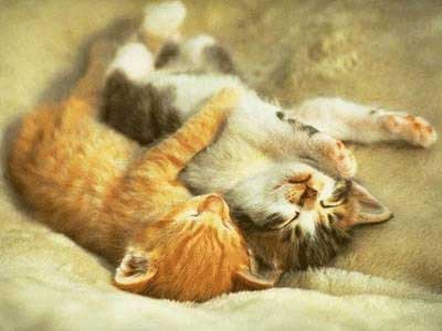 Sweet Love Pictures on Cute Kittens Playing Picture