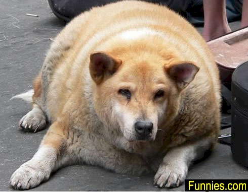 http://www.funnies.com/fatdog.jpg