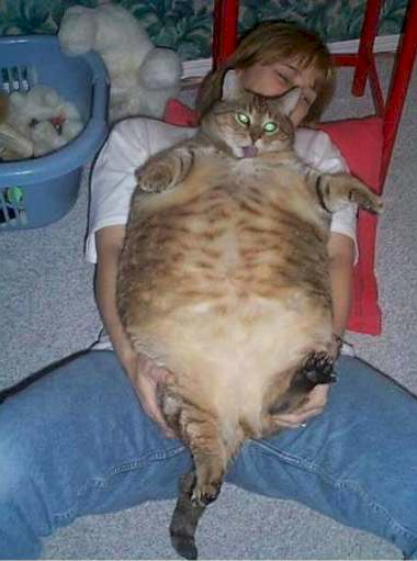 fattestcat.jpg