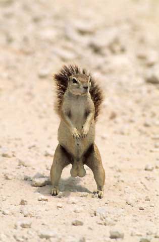 squirrel%20nuts.jpg