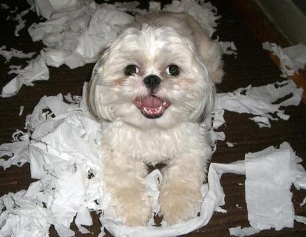 cute dog picture